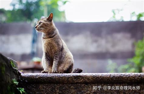 狗來旺 貓來|为什么老人们常说：「猪来穷，狗来富，猫来头上顶白布」？